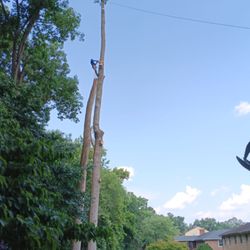 West Tree Services