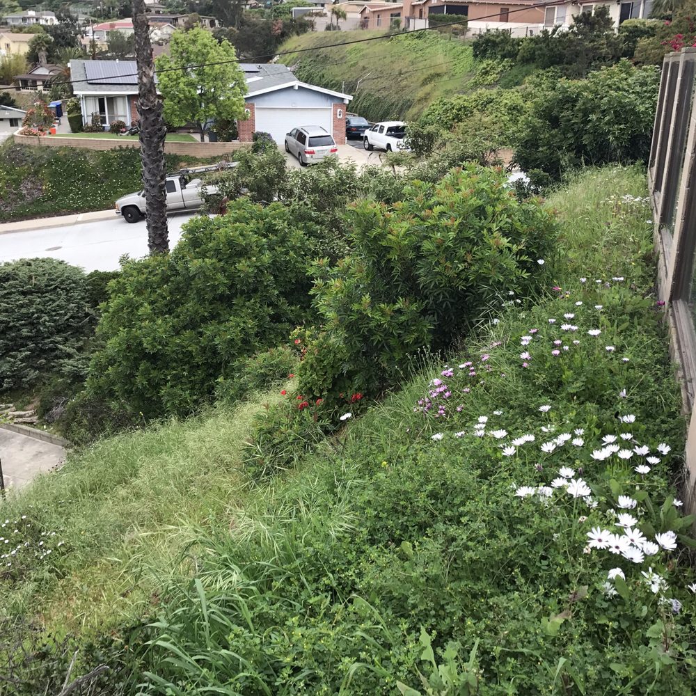 People Helping Others - Another neighbor that has to deal with the overgrown yard. This is where most of the rats have burrows. - Property Management Near Me - San Diego, California People Helping Others - Another neighbor that has to deal with the overgrown yard. This is where most of the rats have burrows. - Property Management Near Me - San Diego, California