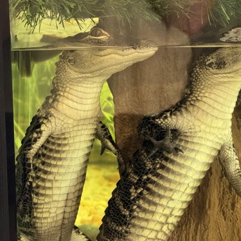 Busch Wildlife Sanctuary - Gators - Zoos Near Me - Jupiter, Florida