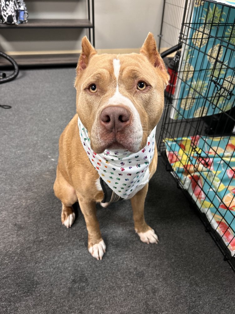 MUDDY MUTT Updated September 2024 Request an Appointment 25