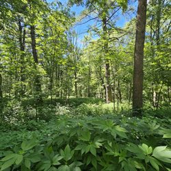 Swallow Cliff Woods