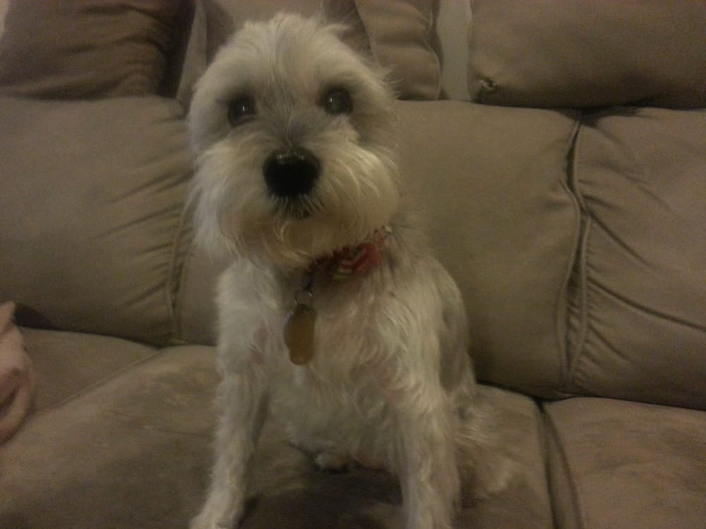 MINDY’S GOIN’ TO THE DOGS MOBILE PET GROOMING Updated August 2024