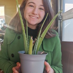 My aloe plant from the car shop! :) My aloe plant from the car shop! :)