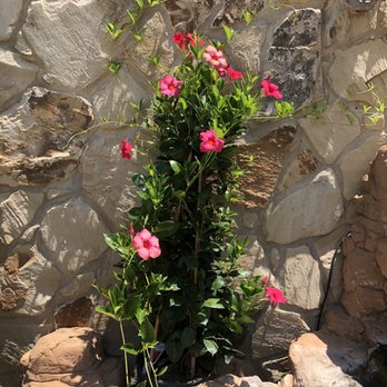 Calloway's Nursery - Nurseries & Gardening Near Me - Southlake, Texas Calloway's Nursery - Nurseries & Gardening Near Me - Southlake, Texas