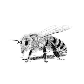 Appojax Design - A Dotty honeybee (commission) - Commissioned Artists Near Me Appojax Design - A Dotty honeybee (commission) - Commissioned Artists Near Me