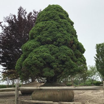 Warren's Nursery - Dwarf Alberta Spruce, Beautiful - Nurseries & Gardening Near Me - Water Mill, New York