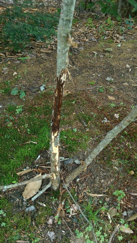 Lucas Tree Experts - tree service in Portland, ME