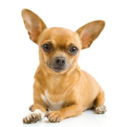 Five A's Humane Society