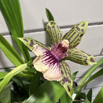 Appalachian Tropicals - Orchid flower - Flowers & Gifts Near Me - Fairview, North Carolina Appalachian Tropicals - Orchid flower - Flowers & Gifts Near Me - Fairview, North Carolina