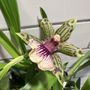 Photo of Appalachian Tropicals