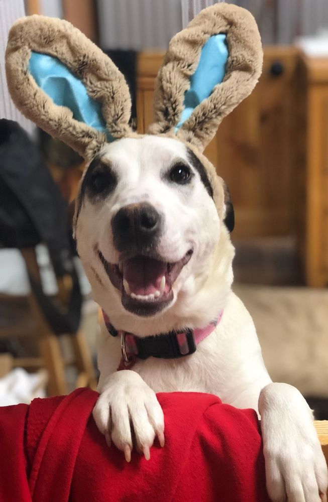 CAMP BOW WOW SOUTH ASHEVILLE 98 Photos & 17 Reviews 5 Airport Rd, Arden, North Carolina