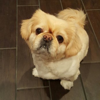 Doggy A Go Go - Pet Groomers Near Me Doggy A Go Go - Pet Groomers Near Me