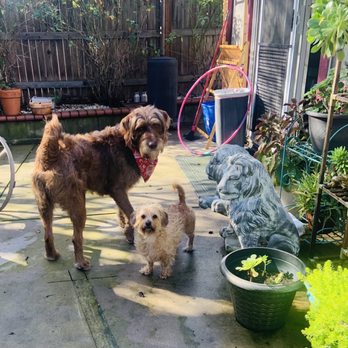 The Crate Escape - Duke & Sam - Pet Boarding Near Me The Crate Escape - Duke & Sam - Pet Boarding Near Me