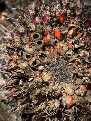 Bukit Timah Nature Reserve by null