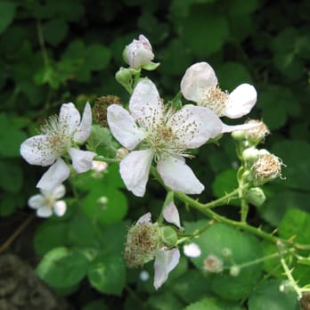 Fossil Creek Wilderness - Hiking Near Me - Strawberry, Arizona