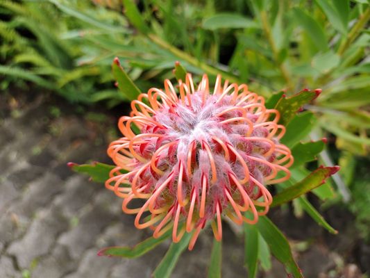 Kula Botanical Garden by null