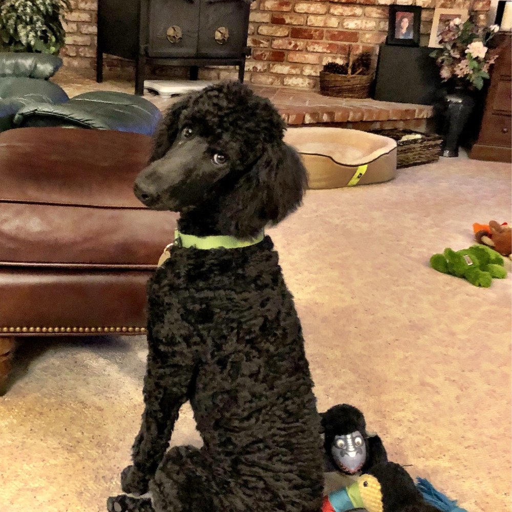 Posh Paws Pet Salon - Pet Groomers Near Me - Modesto, California