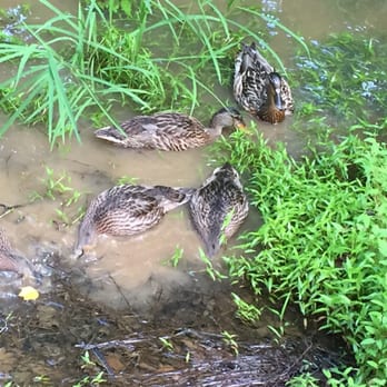 Big Creek Greenway - Busy mallards on a Sunday morning. - Parks Near Me - Cumming, Georgia