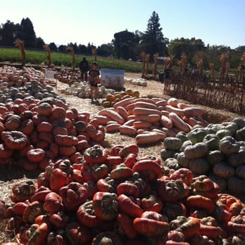 Larry's Produce - Pumpkin galore Oct. 2011 - Fruits & Veggies Near Me - Fairfield, California Larry's Produce - Pumpkin galore Oct. 2011 - Fruits & Veggies Near Me - Fairfield, California