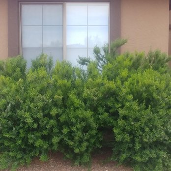Pinkerton Pools & Landscape - Supposed to trim bushes under window. - Landscape Architects or Designers Near Me Pinkerton Pools & Landscape - Supposed to trim bushes under window. - Landscape Architects or Designers Near Me