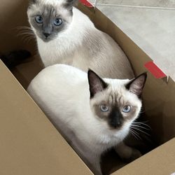 Homecare House & Pet Sitters
