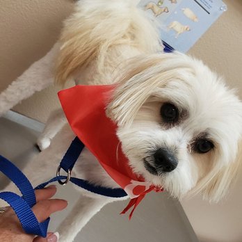 All Care Pet Clinic - Groomed & ready for doctor - Veterinarians Near Me - Palmdale, California All Care Pet Clinic - Groomed & ready for doctor - Veterinarians Near Me - Palmdale, California