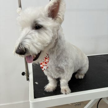 Pet Grooming Emmy - Pet Groomers Near Me - Denver, Colorado Pet Grooming Emmy - Pet Groomers Near Me - Denver, Colorado