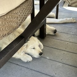 Veterinary Center of Parker - After vet visit naps.