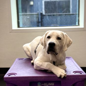 Peace Love Dogs - Pet Training Near Me - Houston, Texas Peace Love Dogs - Pet Training Near Me - Houston, Texas