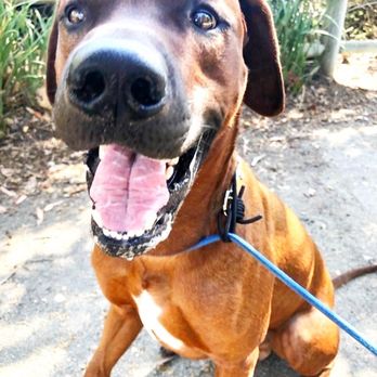 OC Pup Scouts - Always happy with the OCPupScouts team! - Dog Walkers Near Me - Dana Point, California OC Pup Scouts - Always happy with the OCPupScouts team! - Dog Walkers Near Me - Dana Point, California