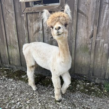 Pohopoco Creek Alpacas - Attraction Farms Near Me - Effort, Pennsylvania Pohopoco Creek Alpacas - Attraction Farms Near Me - Effort, Pennsylvania