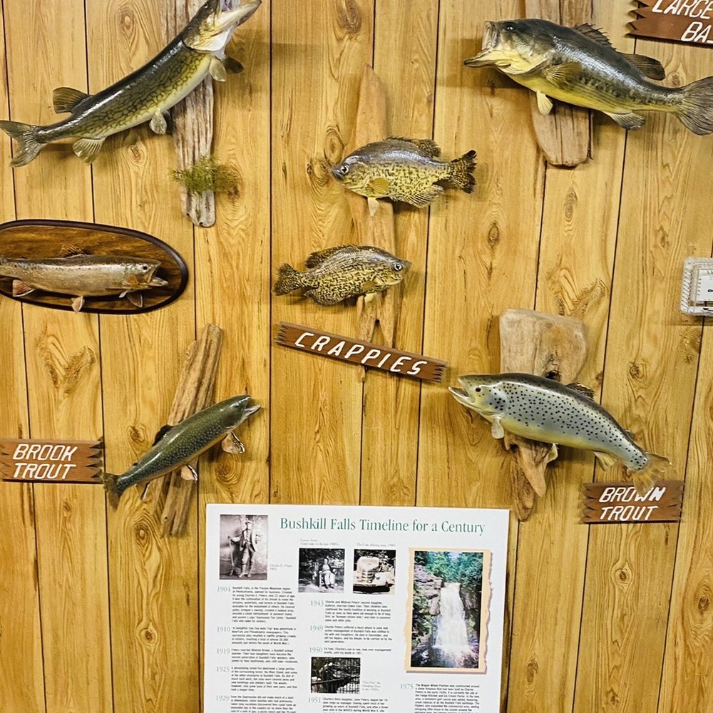 Bushkill Falls - Local species exhibit - Tours Near Me - Bushkill, Pennsylvania Bushkill Falls - Local species exhibit - Tours Near Me - Bushkill, Pennsylvania