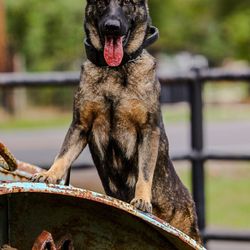 Blackwater K9