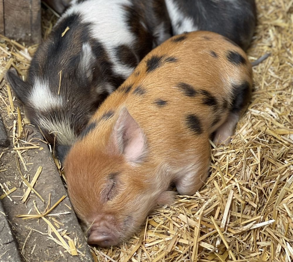 PRAIRIE SAGE ACRES Updated May 2024 16311 Hwy 1416, New Underwood