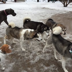 Norwood Dog Friendly Area - Butt sniffing time