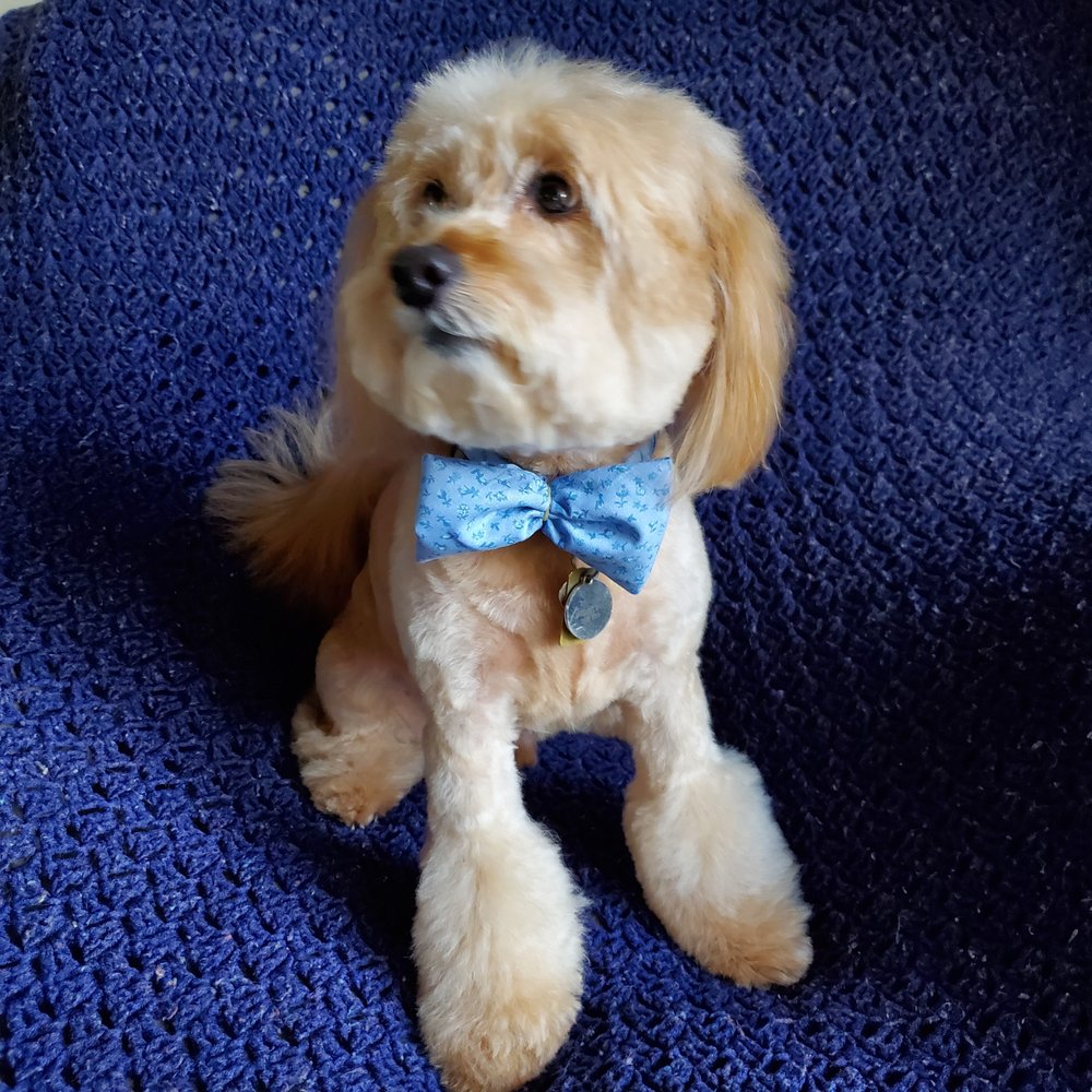 DOG WASH DEPOT 23 Photos & 52 Reviews 185 Scotch Rd, Ewing, New