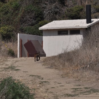 Wildcat Camp - Bobsite spotting by the vault bathrooms - Campgrounds Near Me - Point Reyes Station, California Wildcat Camp - Bobsite spotting by the vault bathrooms - Campgrounds Near Me - Point Reyes Station, California