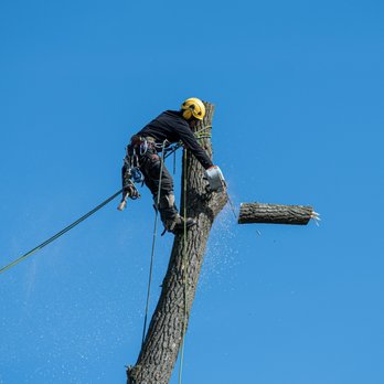Tree Pro - Tree Services Near Me - Batavia, Ohio