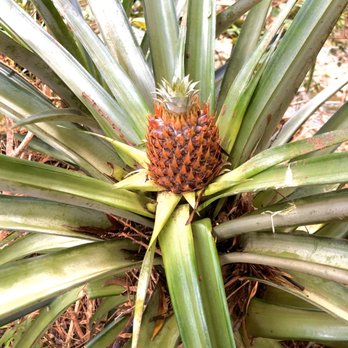 Hike Maui - Little pineapple - Tours Near Me - Kahului, Hawaii Hike Maui - Little pineapple - Tours Near Me - Kahului, Hawaii