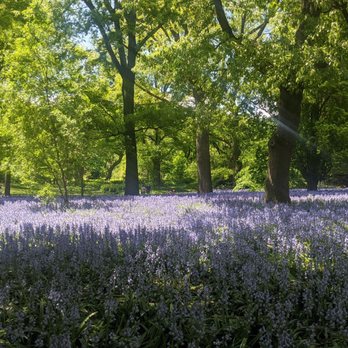 Brooklyn Botanic Garden - Bluebells - Botanical Gardens Near Me - Brooklyn, New York Brooklyn Botanic Garden - Bluebells - Botanical Gardens Near Me - Brooklyn, New York