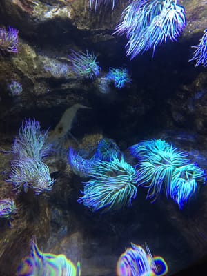 National Marine Aquarium by null