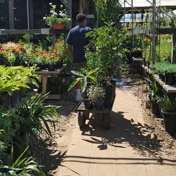 Camarillo Nursery - filled cart of edible plants & trees - Nurseries & Gardening Near Me - Camarillo, California Camarillo Nursery - filled cart of edible plants & trees - Nurseries & Gardening Near Me - Camarillo, California