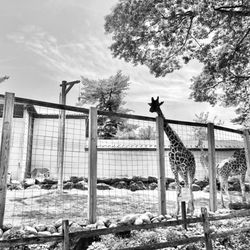 Elmwood Park Zoo
