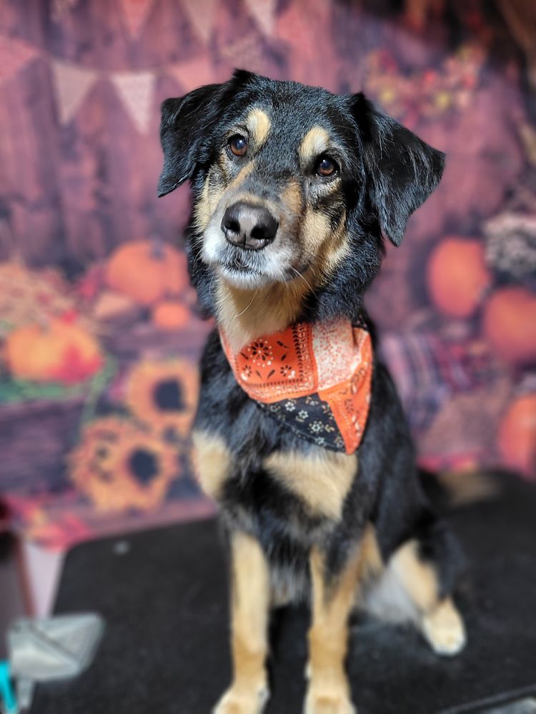 TAILS & TOPKNOTS GROOMING SALON Updated October 2024 14179 Drake St