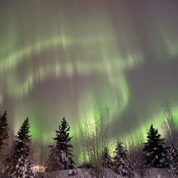 Aurora Bear - Aurora borealis light show at Aurora Bear 144 acre property.
