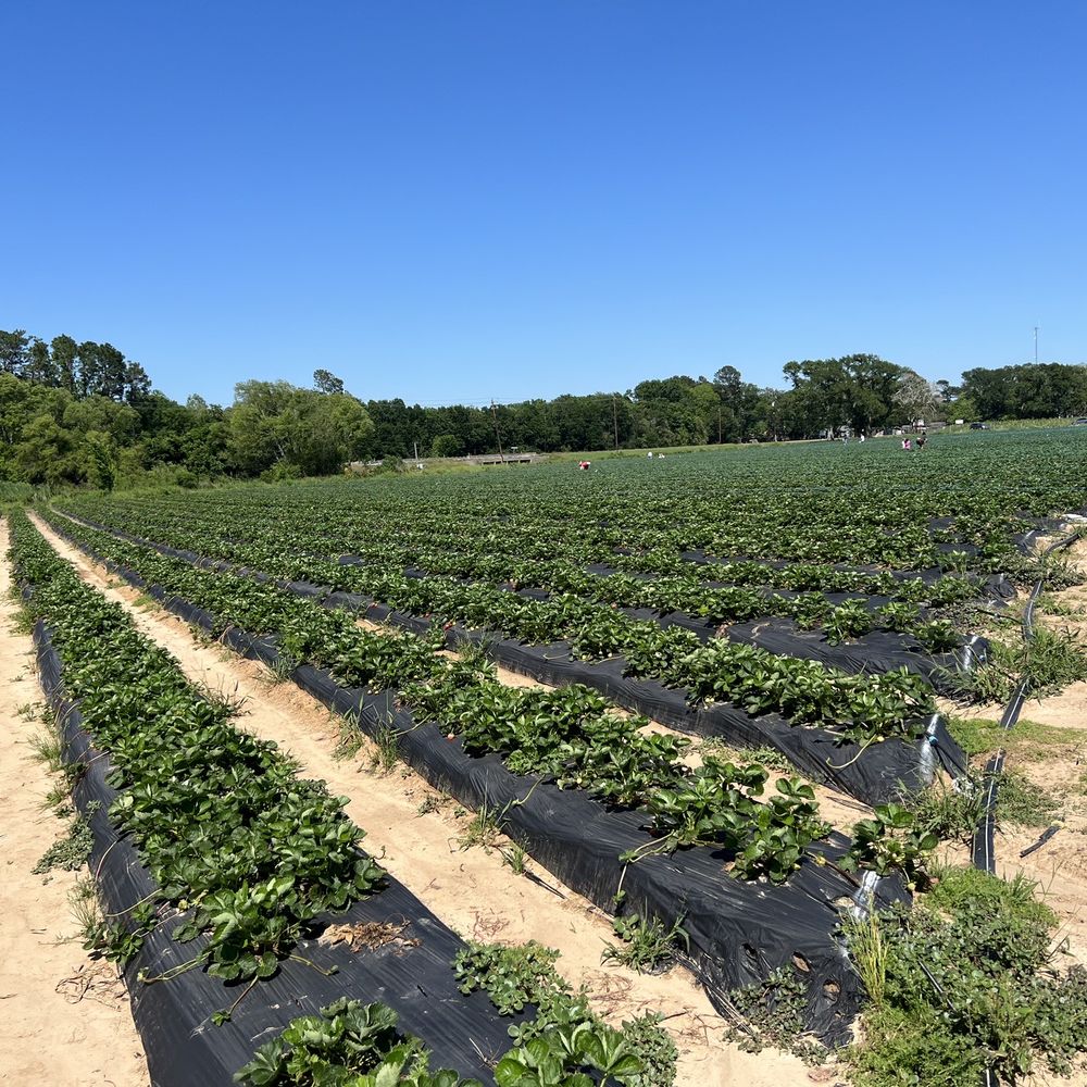 Froberg's Farm - Strawberry fields - Pick Your Own Farms Near Me - Alvin, Texas Froberg's Farm - Strawberry fields - Pick Your Own Farms Near Me - Alvin, Texas