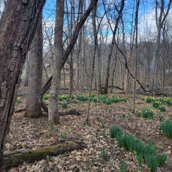 Warner Parks Nature Center - Daffodils - Hiking Near Me - Nashville, Tennessee Warner Parks Nature Center - Daffodils - Hiking Near Me - Nashville, Tennessee