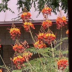 My favorite flowers