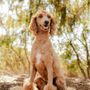 Photo of Dash Pet Pawlor
