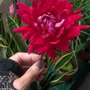 Photo of Abraham Bloemen en Planten